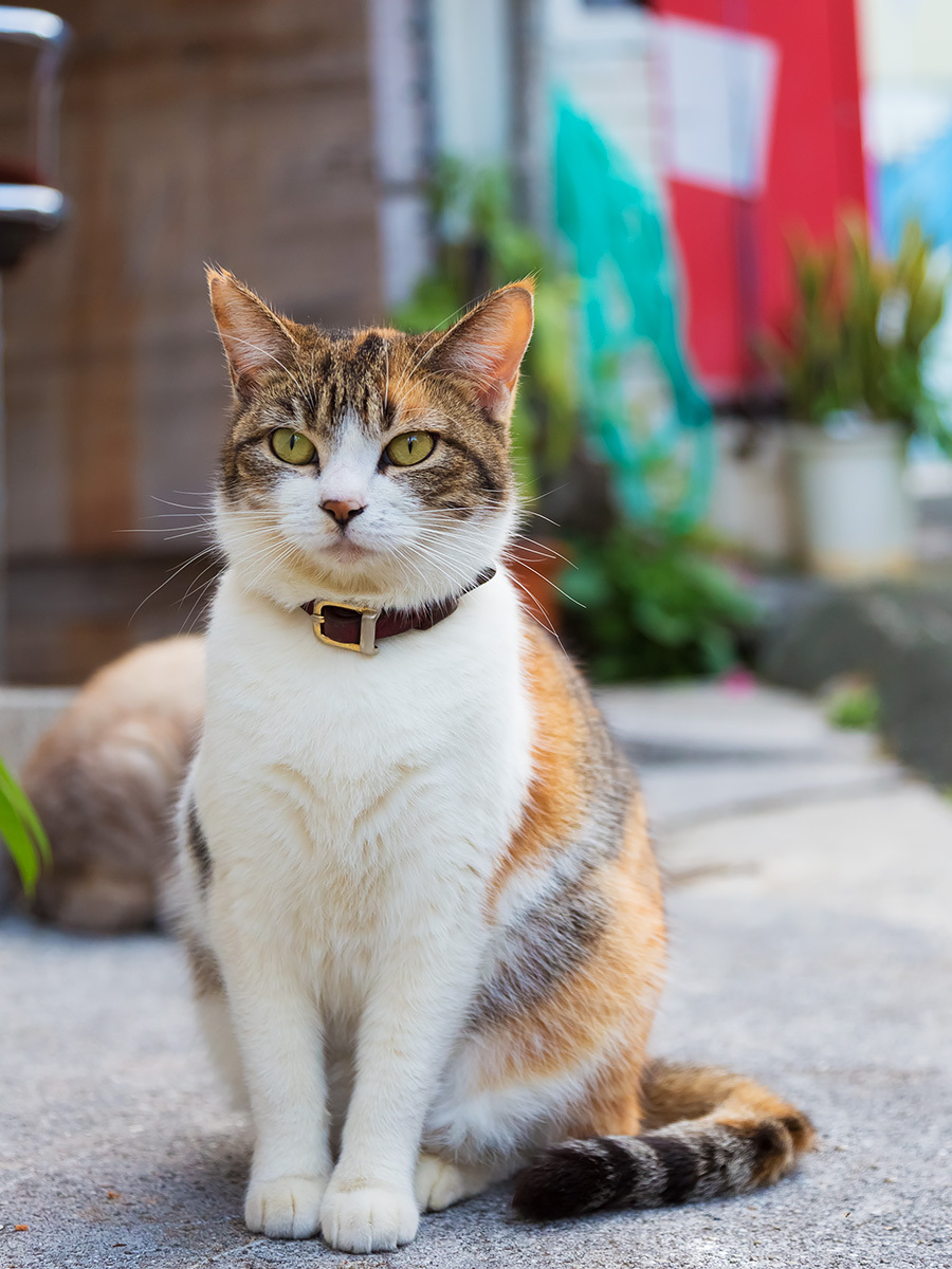 １００枚 動物のかわいい かっこいい高画質壁紙画像まとめ 猫 犬