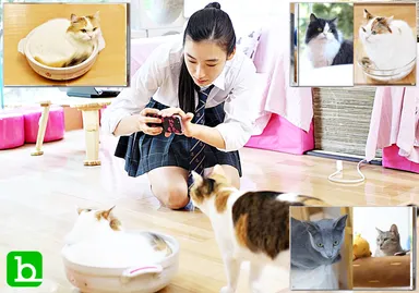 イメージカット