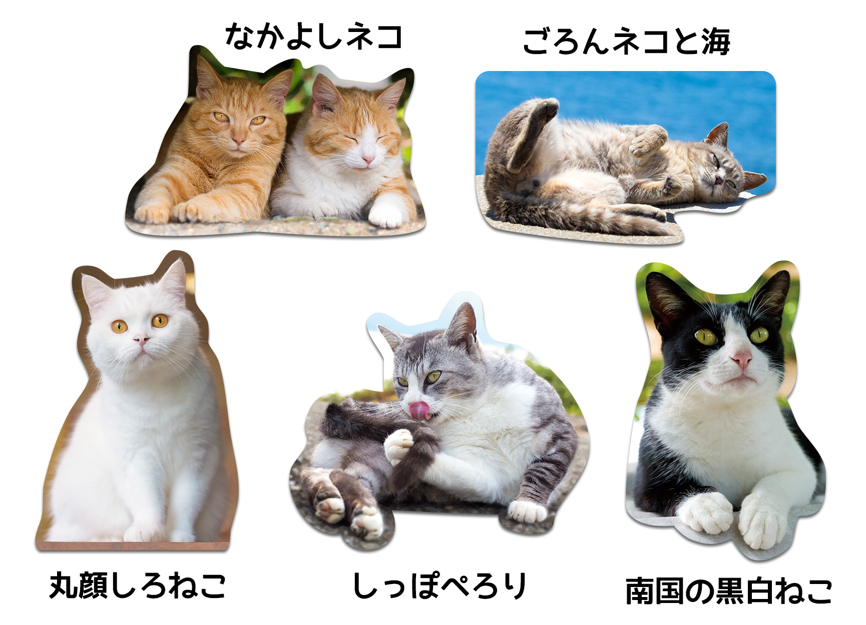 かわいい猫に囲まれて炊事や仕事ができる Kmag 猫マグネット シリーズに個性豊かな新作が12月15日に登場 有限会社オフィスケーのプレスリリース