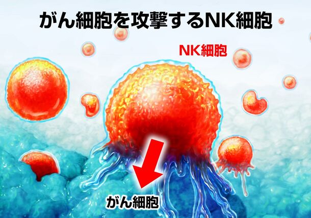 がん細胞を攻撃するNK細胞