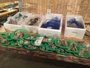 市場直送の新鮮な牡蠣