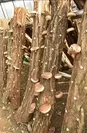 シイタケの原木栽培