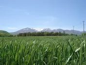 蔵王連峰の麓に広がる蔵王高原小麦畑