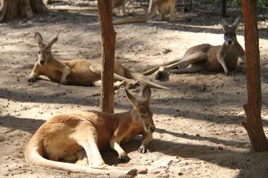 ゴールドコーストの動物
