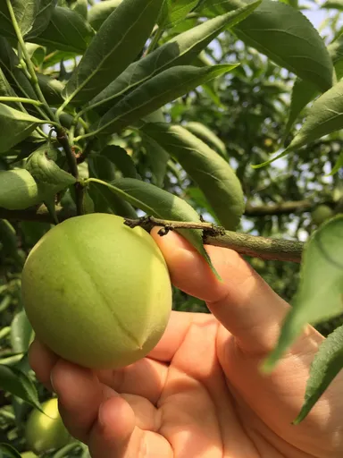 素材：城州白梅