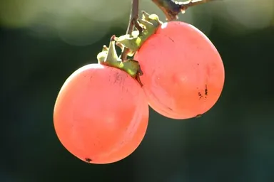 柿渋の消臭効果