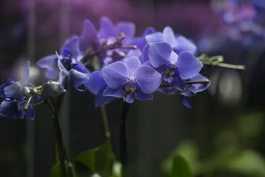 特別公開 青いコチョウラン