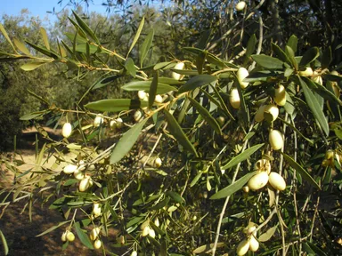 Marfil (マルフィル)　白オリーブの実