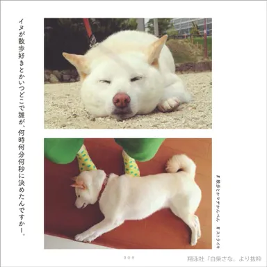 『白柴さな。』より(イヌが散歩好きとかいつどこで誰が、）