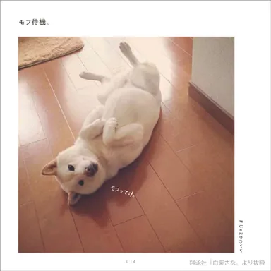 『白柴さな。』より(モフ待機。）