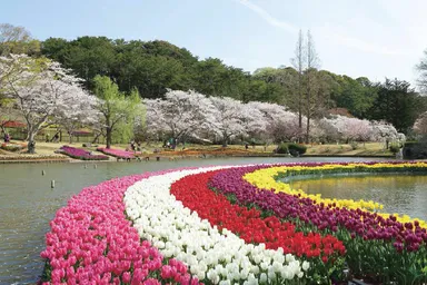 「はままつフラワーパーク」世界一美しい『桜とチューリップの庭園』