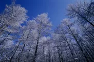 美しい景色が広がる冬の軽井沢