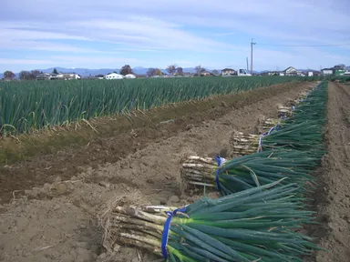 ねぎ刈取り