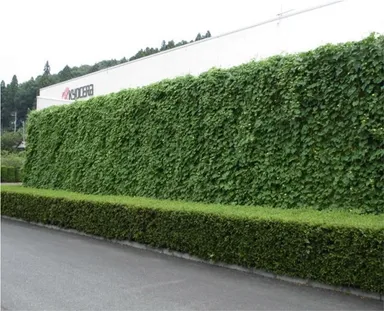 グリーンカーテンの設置