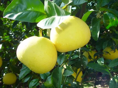 阿久根名産「ぼんたん」