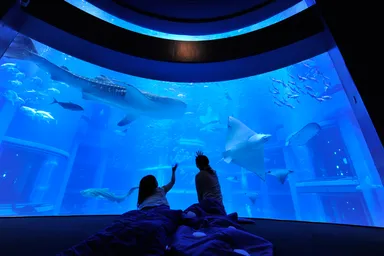 大水槽をゆったり眺めながら、おやすみなさい