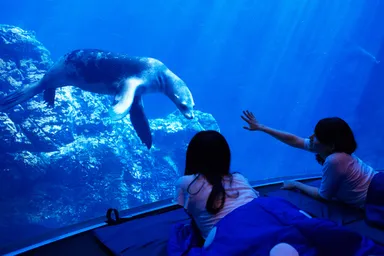 アシカが遊びに来てくれることも