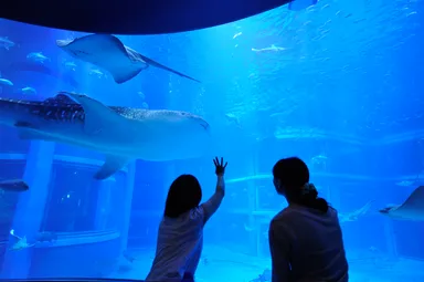 ジンベエザメの神秘的な夜の姿に感動