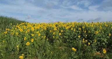 ヒマワリ緑肥のイメージ