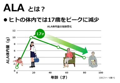 ALAは17歳をピークに減り始める