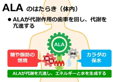 ALAを摂取すると代謝が上がりエネルギーが生まれる