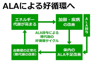ALA投与により糖代謝の好循環サイクルが生まれる