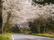 「君津の森」周辺での桜並木