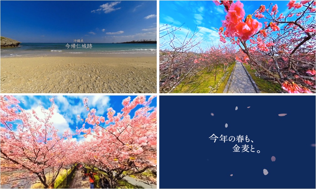 日本初。デスクが桜の特等席!? 360度で満開の桜が楽しめる金麦「桜咲く 春の金麦」