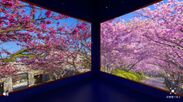 「360度の桜に包まれる、金麦特等席」イメージ3