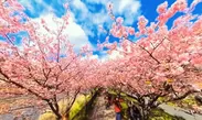 静岡県・河津桜