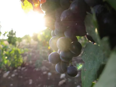 希少なブドウ品種「ススマニエッロ」100％のワインを醸造