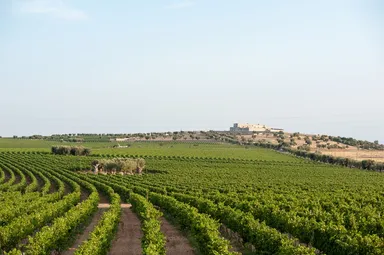 美しい有機ブドウ畑