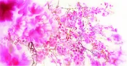 「ＳＡＫＵＲＡ　ｉｎ　Ｍａｒｕｎｏｕｃｈｉ -桜-　Ａｒｔ　Ｉｎｓｔａｌｌａｔｉｏｎ　ｂｙ　ＯＨＧＵＳＨＩ」 キービジュアル