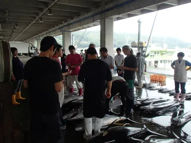 沿岸にマグロを抱える漁業が盛んな街