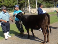 畜産の様子