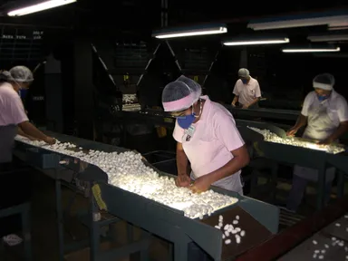 ブラタク社の繭玉の検品、割れや白度の検査