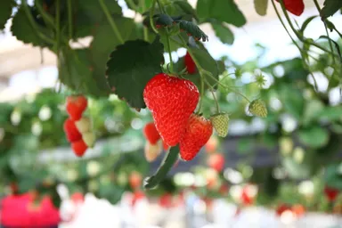 2種類の宇治市産完熟いちごを使用