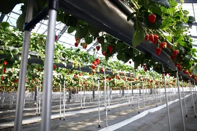 ベリーファーム宇治