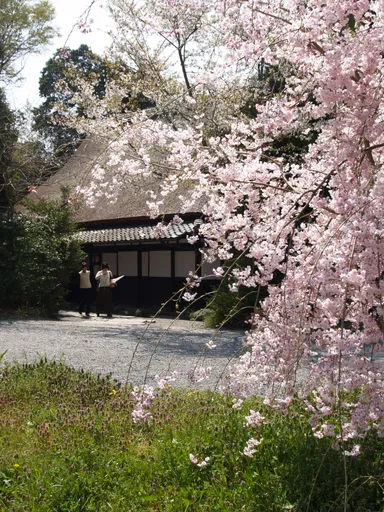 寿長生の郷　桜