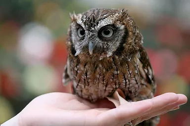 手のひらサイズのスピックスコノハズク