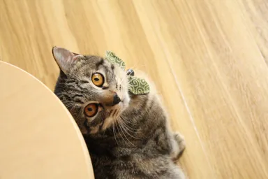 「ねこぐらたん」展示予定作品 (1)