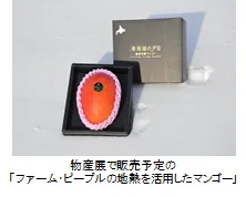 物産展で販売予定の「ファーム・ピープルの地熱を活用したマンゴー」