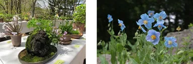 初夏の高山植物展　イメージ（左） ／ ヒマラヤの青いケシ　園内展示の様子（右）