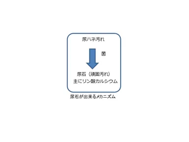 尿石ができるメカニズム