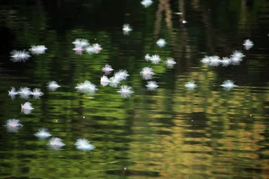 日が昇るとポタポタと川面に落ちふんわりと浮いて流れる