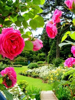 六甲山カンツリーハウス　ローズウオーク（イメージ）