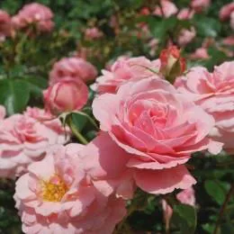 「ローズウオーク」のバラ（イメージ）