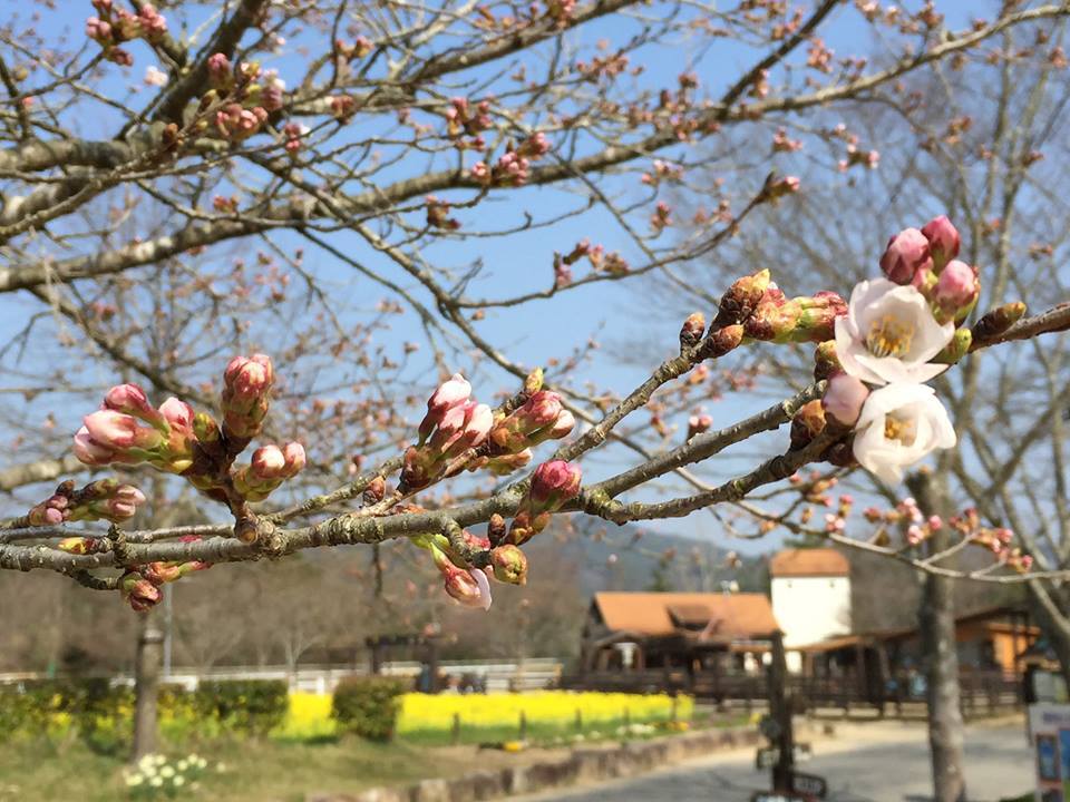岡山ドイツの森の桜(イメージ)