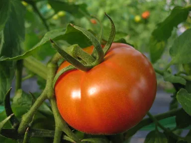 徳谷トマト52番