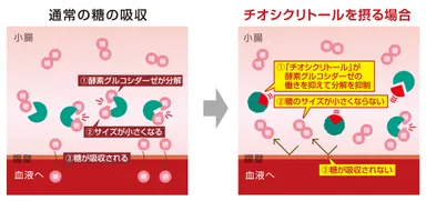通常の糖の吸収と「チオシクリトール」を摂る場合